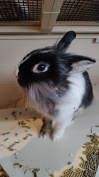 Very sweet Lion head bunny looking for a loving home 
