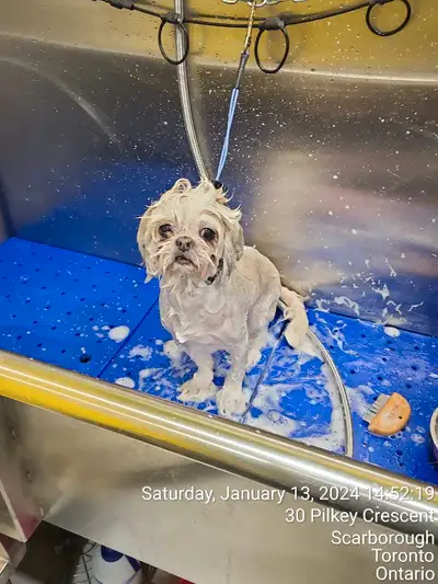 Dog grooming in Scarborough , View more