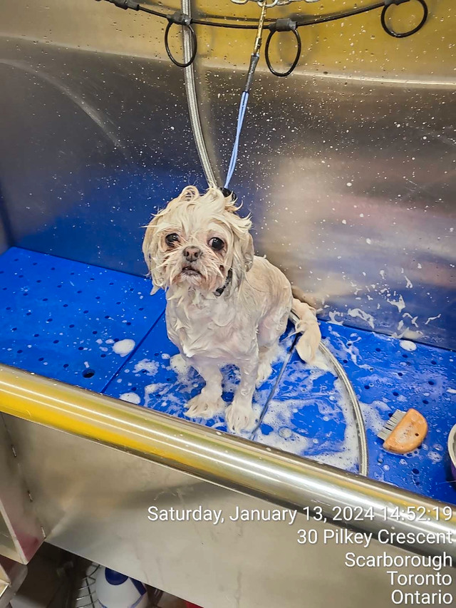 Dog grooming in Scarborough  in Animal & Pet Services in City of Toronto