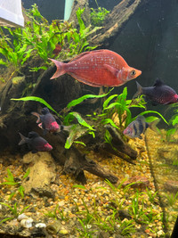 6 male rainbow fish 3-4+”
