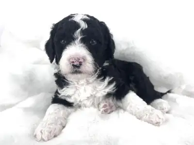Australian Bernedoodle, View more