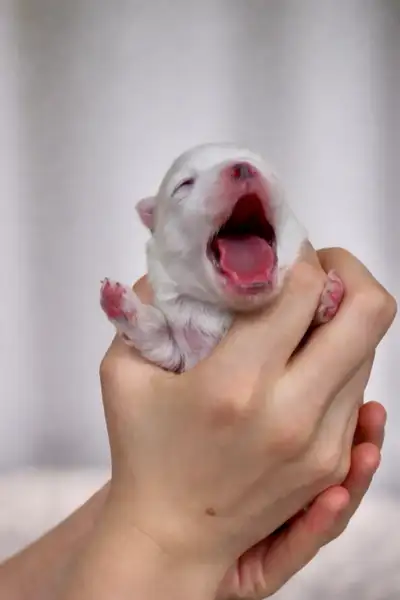 We have 3 stunning Pomeranian puppies (2 males, 1 female), born April 3, 2026. Raised with exception...