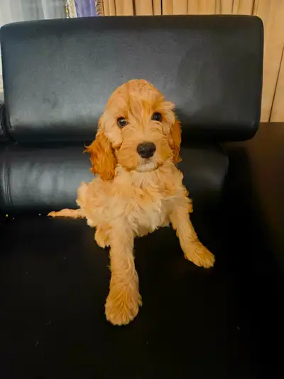 Cockapoo Puppies - 1 Male left, View more