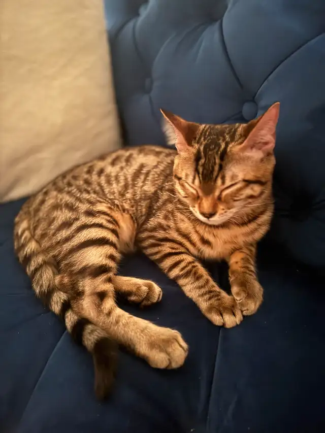 Baby has to go in Cats & Kittens for Rehoming in Longueuil / South Shore - Image 2