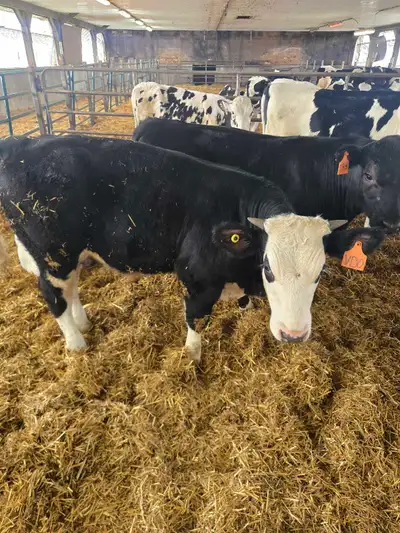beef calf, View more