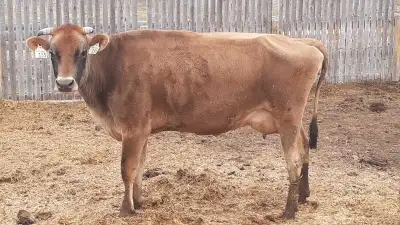 jersey cow, View more