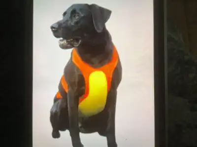 DOGS HUNTING VEST, View more