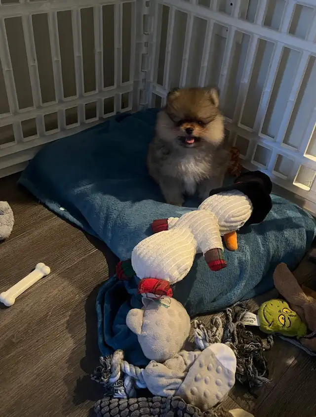 Teddy bear pomeranians in Dogs & Puppies for Rehoming in Mississauga / Peel Region - Image 9