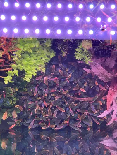 Bucephalandra blue velvet aquarium plant, View more