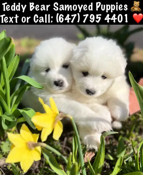 PURE TEDDY BEAR FROSTY WHITE EUROPEAN SAMOYED LITTER WATCH VIDEO HERE: https://youtube.com/shorts/P5...
