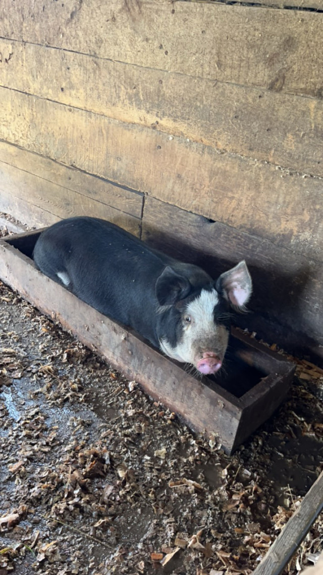 Farm sitting in Animal & Pet Services in Petawawa - Image 3