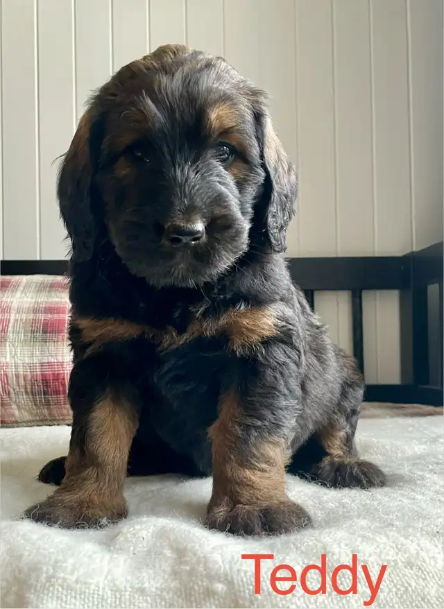 F1  tri colour hypoallergenic Bernedoodle in Dogs & Puppies for Rehoming in Calgary - Image 6