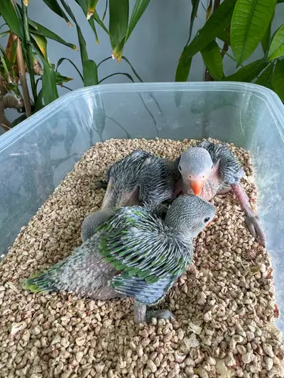 Indian ringneck babies (Green), View more