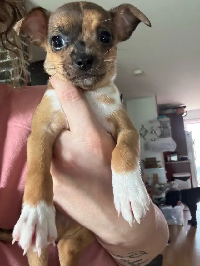 Chihuahua in Dogs & Puppies for Rehoming in Lanaudière - Image 3
