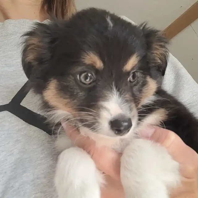 Toy/Mini Australian Shepard puppies in Dogs & Puppies for Rehoming in Dawson Creek - Image 3