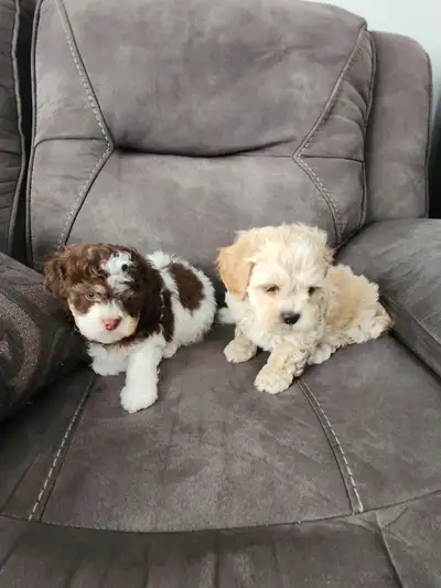 Shih tzu x Toy Poodle, View more