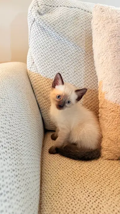 Siamese kitten , View more