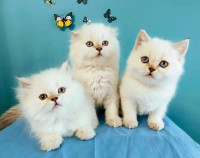 Scottish/British white/point male kittens blue eyes