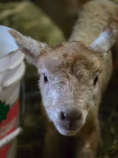 Bottle Fed Lambs, View more