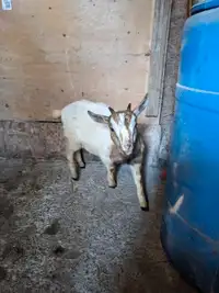 7 month old female goat