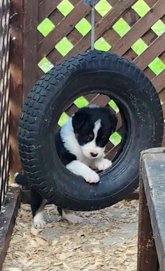 berger australien dans Chiens et chiots à adopter  à Ville de Québec - Image 3