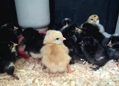 Barn yard Mix Chicks, View more