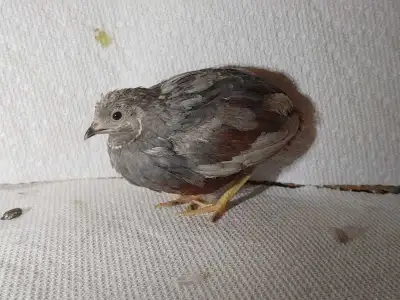 Button Quail Roosters, View more