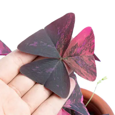 15 pots : bulbes et certaines avec des plantes deja en train d, View more