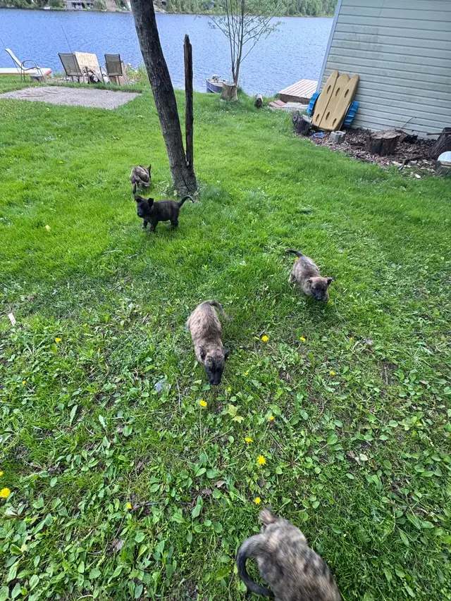 Dutch Shepherd puppies in Dogs & Puppies for Rehoming in Sudbury - Image 4