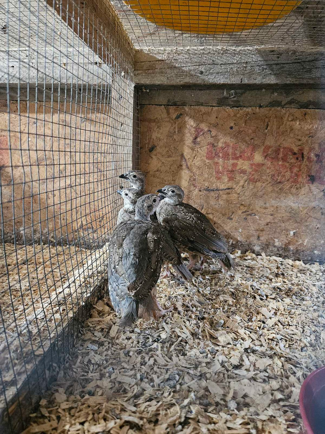 perdrix Choukar  dans Animaux de ferme  à Longueuil/Rive Sud - Image 2