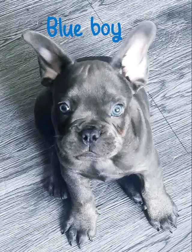 CKC Registered exotic French bulldog puppies available in Dogs & Puppies for Rehoming in City of Toronto - Image 6