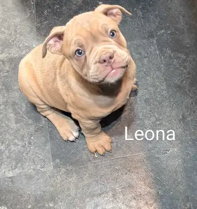 ••Check us out on Instagram @prairiepridebulldogges ---Leona is treetos pup born January 24th sired...