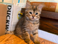 Adorable kittens looking for loving home