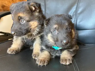 Beautiful German Puppies, View more