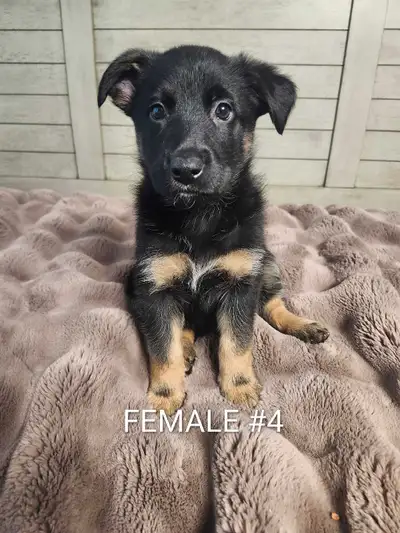 German Shepherd Puppies Available, View more