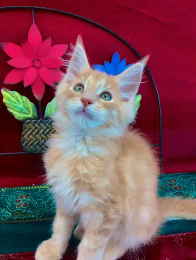 XL Quality Maine Coon Ready Now, View more