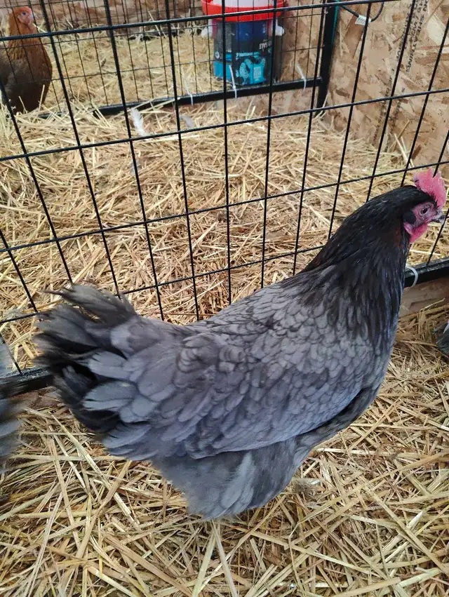 French blue copper maran chicks  in Livestock in Red Deer - Image 6