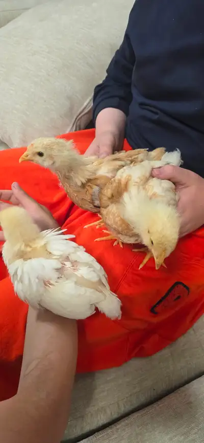 3 chickens for free, no cage, View more