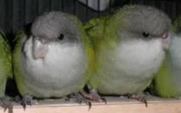 Wanted breeding pairs of small uncommon parrots