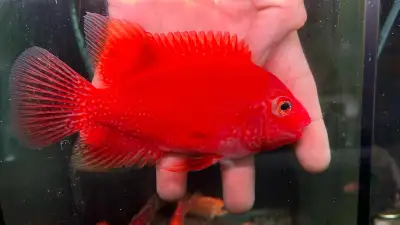 super red Texas cichlids, View more