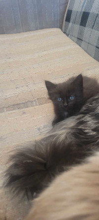 Beautiful Blue Eyed Black Kittens 