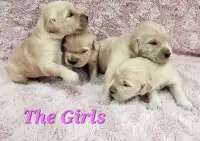 Golden Retriever puppies 