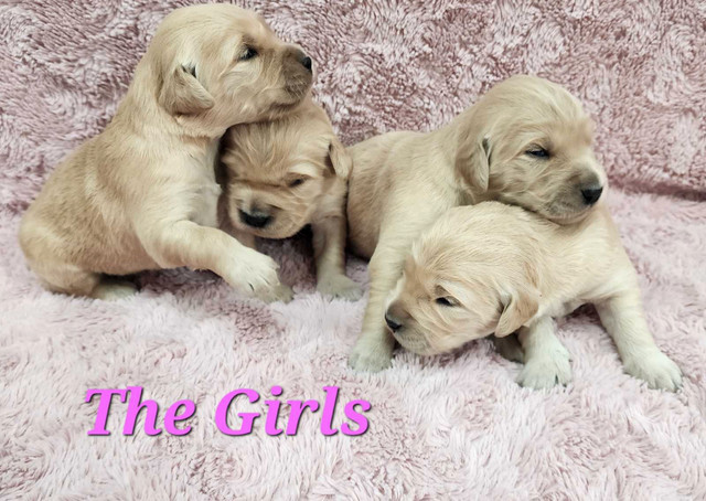 Golden Retriever puppies  in Dogs & Puppies for Rehoming in Moncton - Image 2