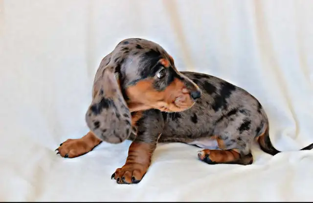Miniature Dachshund puppy male in Dogs & Puppies for Rehoming in Calgary - Image 9