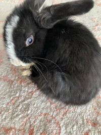9 weeks old bunny 