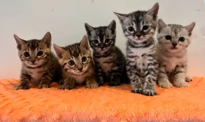BENGAL CERTIFIÉS TICA CHATONS PRÊTS À PARTIR!!! Adorables petits Bengals couleurs variées en recherc...