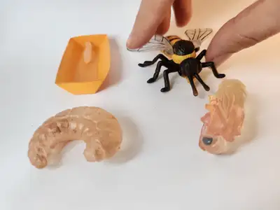 Engaging Educational Tool: Explore the fascinating life cycle of a bumblebee! This detailed set incl...