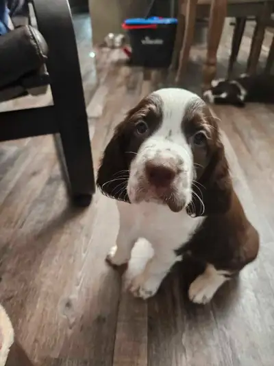 1 springer spaniel puppy, View more