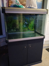 Sell this whole set up fish tank and wood stand ,