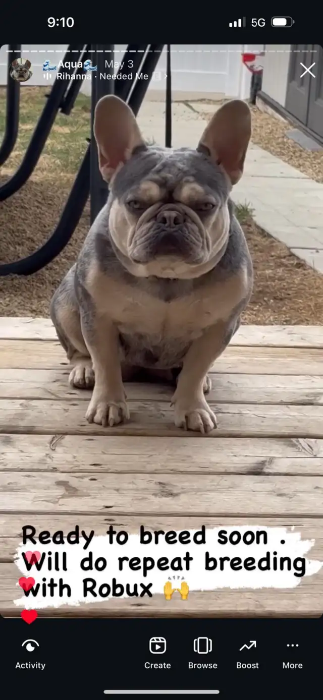 Lilac tans, Merle lilac tans, Platinum French Bulldogs in Dogs & Puppies for Rehoming in Mississauga / Peel Region - Image 3
